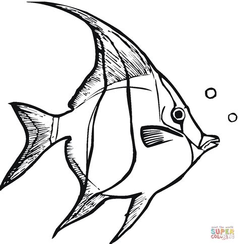 angelfish coloring page  printable coloring pages