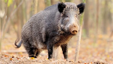 feral pigs creating problems  farmers  wildlife