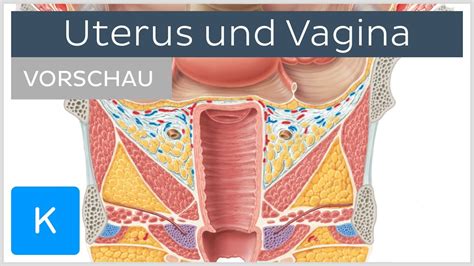 uterus und vagina vorschau anatomie des menschen kenhub youtube