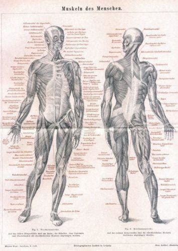 vintage anatomy poster ebay