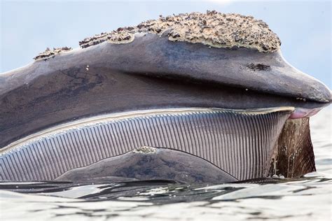 oral history  toothless whales hakai magazine