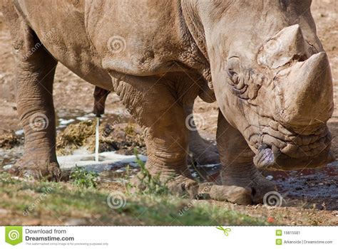 Wild Rhino Stock Image Image Of Savage Africa