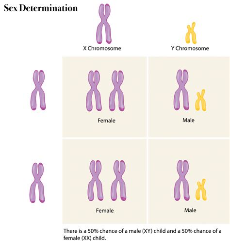 6 12 Sex Chromosomes – The Evolution And Biology Of Sex Free Download