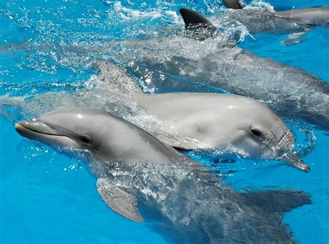 dolphins call     saloncom