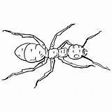 Hormigas Animales Hormiga Curiosfera sketch template