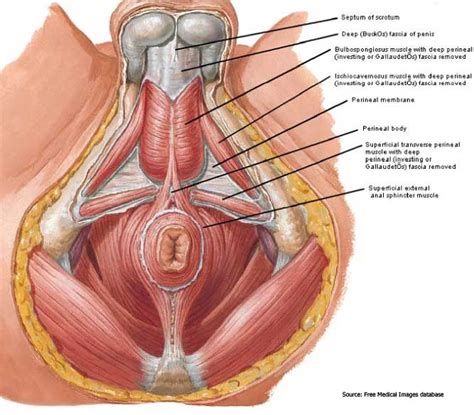 Pelvic Floor Muscle Anatomy Human Anatomy