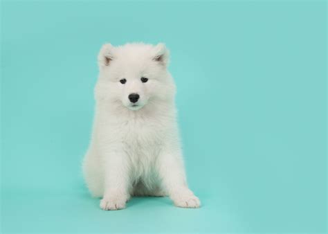 breed  white fluffy dogs