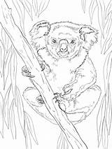 Koala Coloring Pages Realistic Printable sketch template