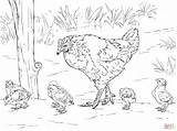 Coloring Hen Chicken Chicks Pages Printable Chickens Clipart Colouring Animals Rooster Egg Sketch Farm Mother Color Drawing La Eggs Birds sketch template