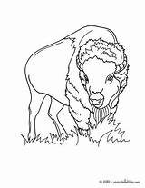 Bison Coloring Pages Animals Forest Color Wild Hellokids Sheets Animal Print sketch template
