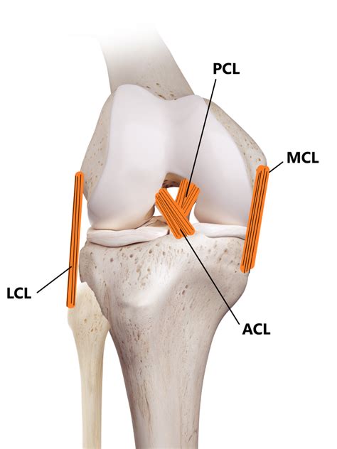 medial collateral ligament mcl injuries  family physio