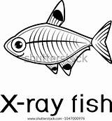 Ray Fish Coloring Drawing Pristella Maxillaris Tetra Template Clip Illustrations Xray Vector Stylized Paintingvalley sketch template