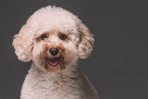 toy poodle dog breed characteristics care