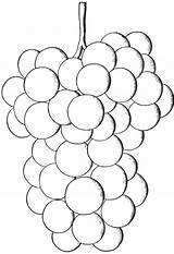 Grape Grapes Bunch Coloring Template Sheet Color Varieties Hybrids Native Their Pages Salem Very sketch template
