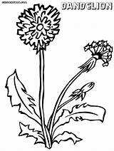 Dandelion Coloring Drawing Getdrawings 47kb 1000px sketch template