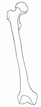 Drawing Bone Bones Skeleton Femur Anatomy Body Sketch Printable Human Drawings Thigh Line Character References Casson Anatomi Getdrawings Inspiration Logo sketch template