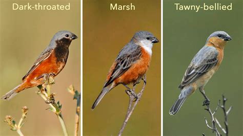 species      genetically  identical   birds