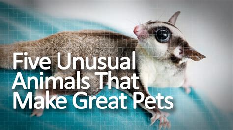 unusual animals   great pets youtube