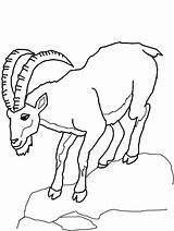 Goats Colouring Climb Colorluna sketch template
