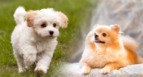 toy dog breeds  tiny pup   bring home