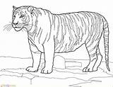 Tiger Tigre Harimau Mewarnai Coloriage Colorare Bengala Bengal Disegno Tigri Tigres Tigers Ausmalbilder Tijger Branco Marimewarnai Ausmalbild Bengaalse Witte Eagle sketch template
