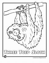 Rainforest Coloring Animals Pages Printable Endangered Jungle Color Sloth Kids Tropical Print Animal Colouring Drawing Clipart Birds Only Library Popular sketch template