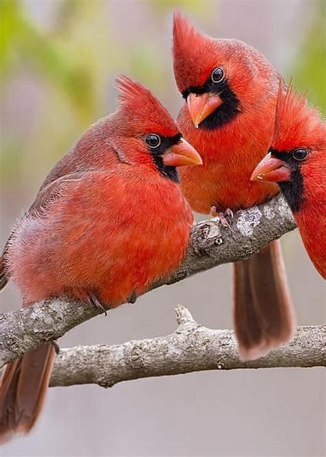 red cardinal images  pinterest beautiful birds cardinal birds  cardinals