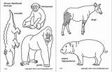 Rainforest African Firstpalette Hippopotamus sketch template