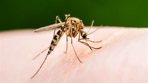 muggen  november sommigen blijven de hele winter actief rtl nieuws