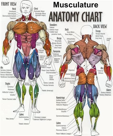 body muscle anatomy chart drawing  image