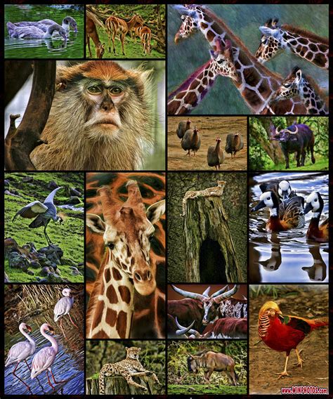 animal collage photograph  blake richards