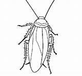Cucaracha Insectos sketch template