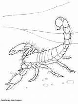 Scorpion Coloring Pages Color Animals Printable Sheet sketch template