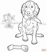 Setter Coloring Irish Pages Printable Supercoloring English Dog Puppy Designlooter Colouring Labrador Welsh Bulldog Corgi Drawings Color Online sketch template