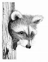 Stippling Raccoon Pen Ink Drawing Drawings Animals Deviantart Stipple Style Animal Pointillism Pointillisme Stippled Racoon Illustration Paintings Dessin Dessins Dotted sketch template
