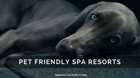 pet friendly spas pet friendly hotels spas resort spa dog friends
