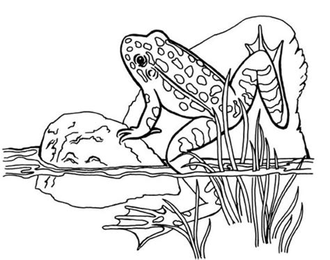 animal coloring pages  kids frog coloring pages animal coloring
