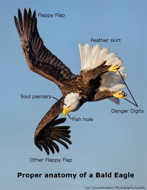Anatomy Of Bald Eagle