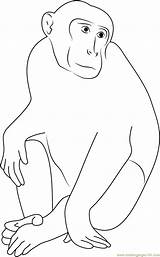 Monkey Coloring Coloringpages101 sketch template