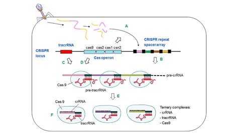 introduction  crisprcas