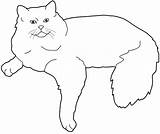 Ragdoll Cat Coloring Cats Drawings Animals sketch template