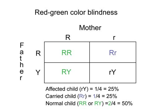 Design 50 Of Color Blind Punnett Square Example