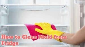 finding mold  fridge   easy solution mold guide