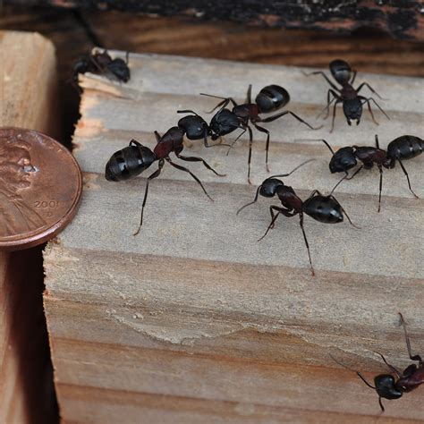 worry  carpenter ants extermpro