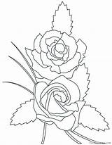 Rose Pages Coloring4free Coloring Print Beautiful Related Posts sketch template