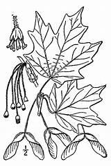 Maple Sugar Leaf Drawing Seasons Signs Tree Fact Sheet Rock Acer Leaves Getdrawings Hard Extension Fruit Illustration Japanese Phenology England sketch template