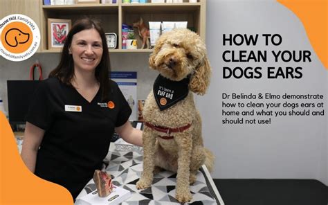 clean  dogs ears rouse hill family veterinarian