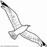 Seagull Ptaki Kolorowanki Clipartmag Flight sketch template