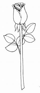 Rose Clipart Drawing Drawings Outline Flower Clip Stem Single Easy Long Flowers Cliparts Step Bud Sketch Library Draw Getdrawings Wikiclipart sketch template