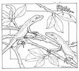 Nature Coloring Pages Scene Drawing Anole Print Printable Color Landscape Green Adults Drawings Jungle Scenes Boys Coloringtop Getdrawings Draw Choose sketch template